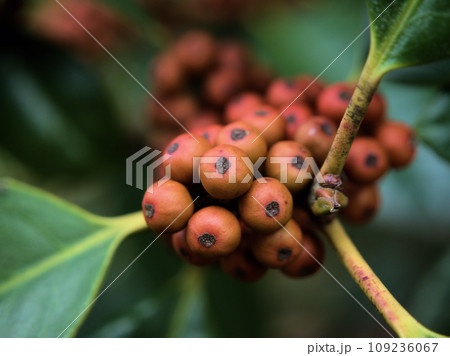11月に色付いたタラヨウ（多羅葉）の実 109236067