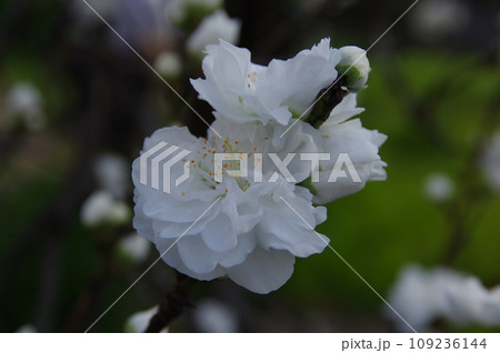 観賞用八重の花桃1 109236144