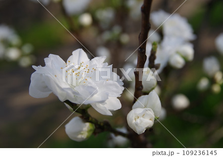 観賞用八重の花桃2 観賞用八重の花桃2 109236145
