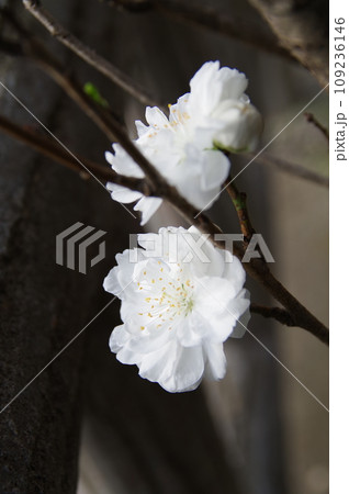 観賞用八重の花桃3 109236146