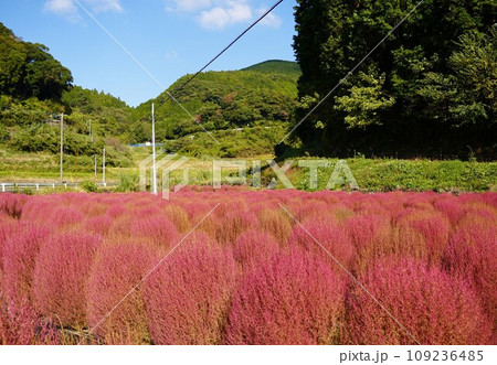 青空に映えるコキア 109236485