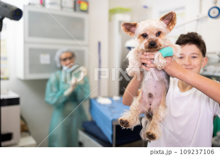 Yorkshire terrier with bandaged paw in hands of teenager at veterinary clinic Yorkshire terrier with bandaged paw in hands of teenager at veterinary clinic 109237106
