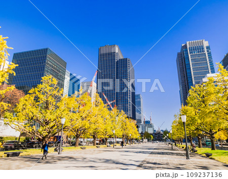 東京駅前 行幸通りのイチョウ並木 秋景 東京駅前 行幸通りのイチョウ並木 秋景 109237136