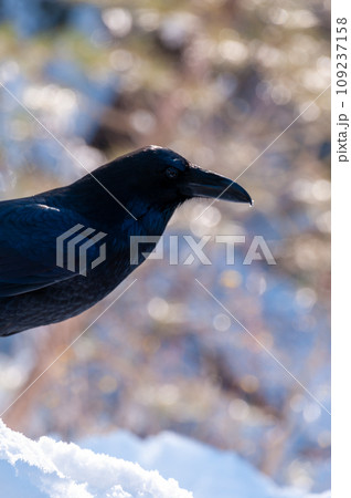 Crow in Yosemite 109237158