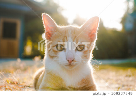 A small kitten is sitting on the green grass. A small kitten runs on the grass outdoors in the sunlight. Domestic animals. Cute funny cat at home. A small kitten is sitting on the green grass. A small kitten runs on the grass outdoors in the sunlight. Domestic animals. Cute funny cat at home. 109237549