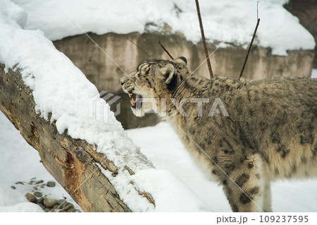 雪の中で牙を出し威嚇している円山動物園の絶滅危惧種であるユキヒョウ 109237595