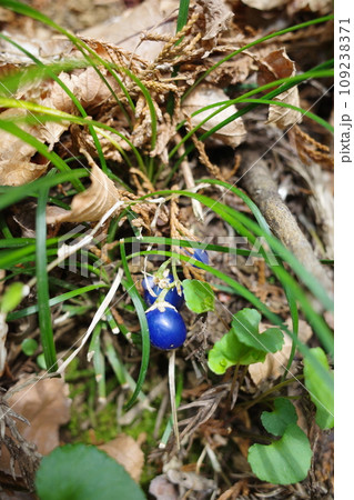 リュウノヒゲの瑠璃色の実 リュウノヒゲの瑠璃色の実 109238371
