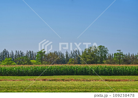 Landscape image of corn field under strong sunlight with background of trees and blue sky, empty space on the sky, nobody in the image. 109238478
