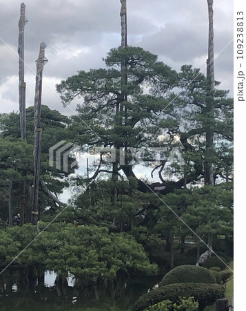 兼六園の名物松 109238813