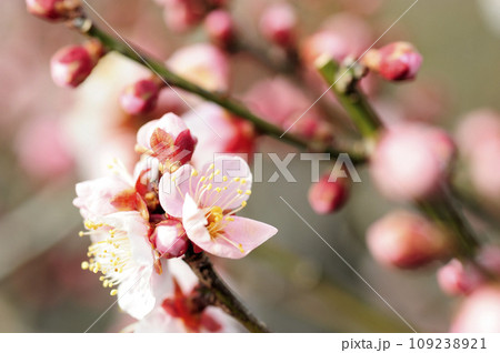 いつか見た梅林公園 109238921