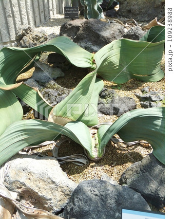 植物園のキソウテンガイ 109238988