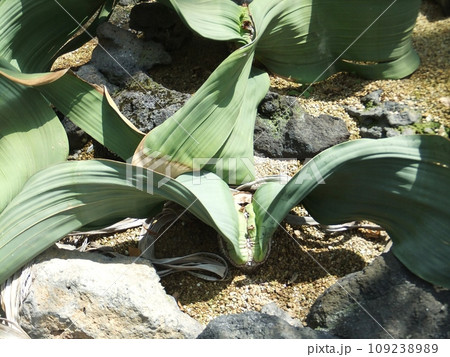 植物園のキソウテンガイ 109238989