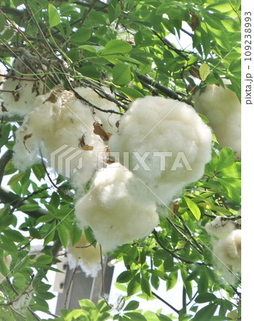 植物園のトックリキワタ 109238993