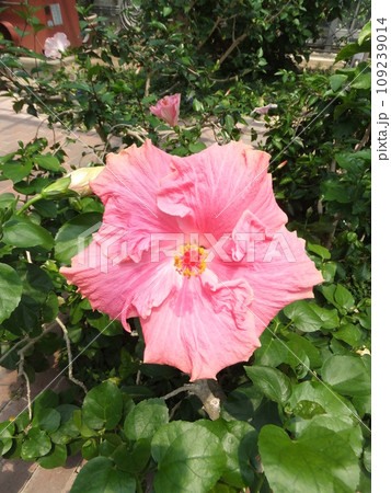 ピンク色のハイビスカス 109239014