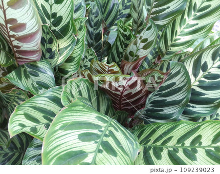 カラテア・マコヤナの葉 カラテア・マコヤナの葉 109239023