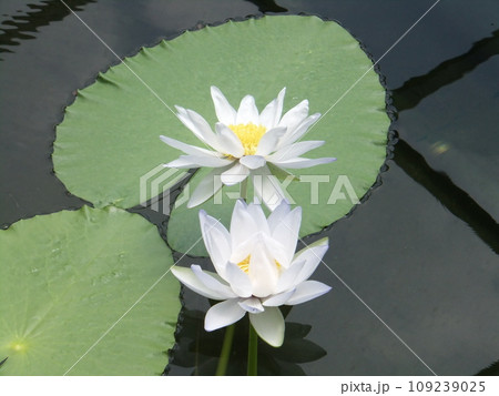 白色の花の熱帯スイレン 109239025