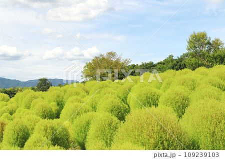丘に群生する緑色のコキア 丘に群生する緑色のコキア 109239103