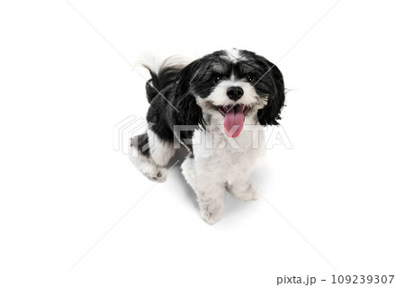 Top view. Portrait of attractive smiling purebred dog, Shi-Tzu pet with black-white fur isolated white studio background. Top view. Portrait of attractive smiling purebred dog, Shi-Tzu pet with black-white fur isolated white studio background. 109239307