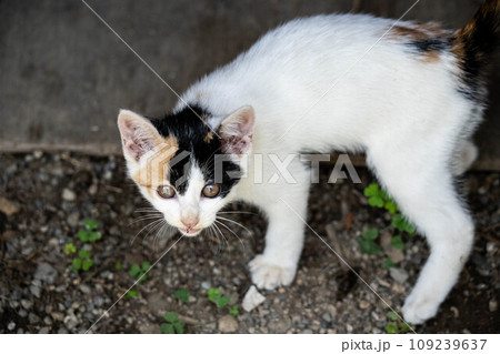 子猫と一緒に 子猫と一緒に 109239637