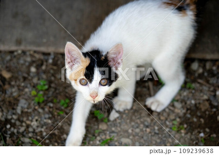 子猫と一緒に 子猫と一緒に 109239638