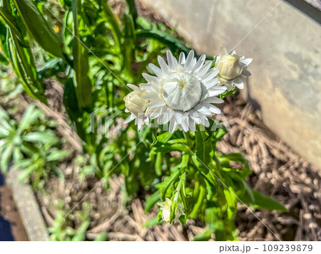 秋の陽ざしと麦藁菊 秋の陽ざしと麦藁菊 109239879