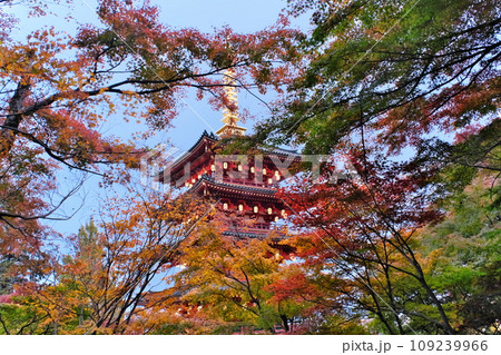 紅葉と高幡不動尊の五重塔 紅葉と高幡不動尊の五重塔 109239966