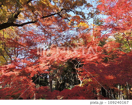 雀宮公園 紅葉 雀宮公園 紅葉 109240167