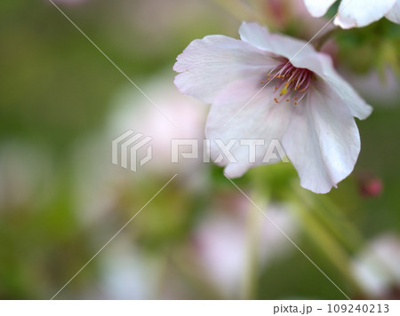 4月に咲いたピンク色のサクラ「御殿場桜(ゴテンバザクラ)」 4月に咲いたピンク色のサクラ「御殿場桜(ゴテンバザクラ)」 109240213