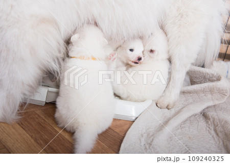 Samoyed dog mother with puppies. Puppies suckling mother Samoyed dog mother with puppies. Puppies suckling mother 109240325