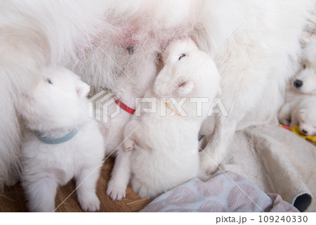 Samoyed dog mother with puppies. Puppies suckling mother 109240330
