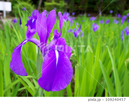 鮮やかな紫色のカキツバタ 109240457