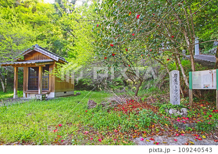 福岡県朝倉郡東峰村の岩屋神社境内にある岩屋のトウツバキ 109240543