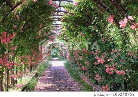 バラのアーチ 109240758