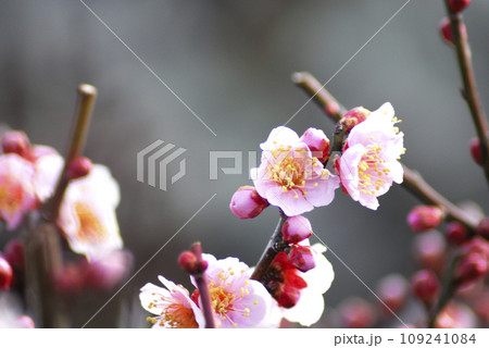 いつか見た梅林公園 109241084