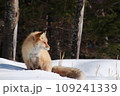 遠くを見るキタキツネ 109241339