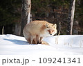 様子を伺うキタキツネ 109241341