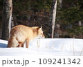 冬の森を歩くキタキツネ 109241342