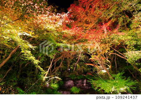 【兵庫県】好古園の紅葉ライトアップ(姫路公園) 【兵庫県】好古園の紅葉ライトアップ(姫路公園) 109241437