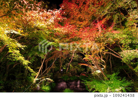 【兵庫県】好古園の紅葉ライトアップ(姫路公園) 【兵庫県】好古園の紅葉ライトアップ(姫路公園) 109241438