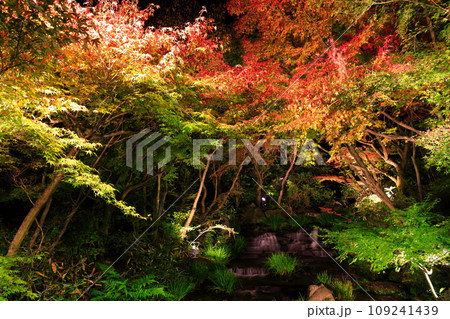 【兵庫県】好古園の紅葉ライトアップ(姫路公園) 【兵庫県】好古園の紅葉ライトアップ(姫路公園) 109241439