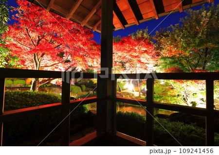 【兵庫県】好古園の紅葉ライトアップ(姫路公園) 【兵庫県】好古園の紅葉ライトアップ(姫路公園) 109241456