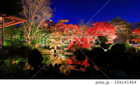 【兵庫県】好古園の紅葉ライトアップ(姫路公園) 【兵庫県】好古園の紅葉ライトアップ(姫路公園) 109241464