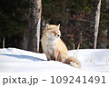 日向ぼっこをするキタキツネ 109241491