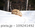 雪の上で眠るキタキツネ 109241492
