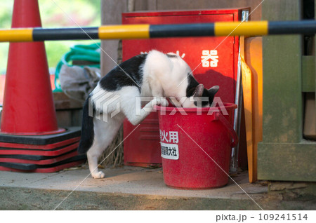 京都 伏見稲荷大社にて、消火用バケツの水を飲む野良猫 109241514