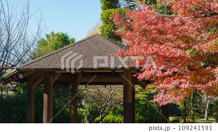 日本の秋・紅葉|千葉市・有吉公園 日本の秋・紅葉|千葉市・有吉公園 109241591