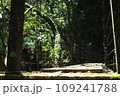 登山道にある木の橋 109241788