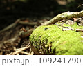苔の上の虫 109241790