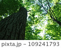 見上げた大木 109241793