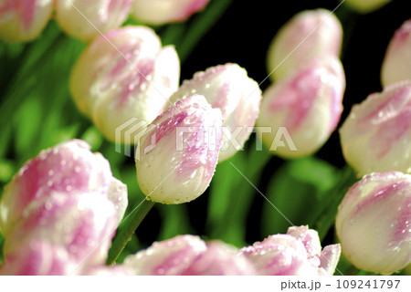 チューリップまつり 109241797
